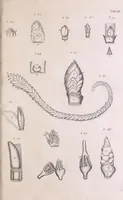 An illustration from Marcelli Malpighii philosophi & medici Bononiensis, è Regia Societate, Anatome plantarum : Cui subjungitur appendix, iteratas & auctas ejusdem authoris De ovo incubato observationes continens (1675)