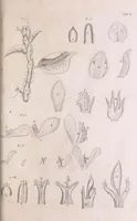 An illustration from Marcelli Malpighii philosophi & medici Bononiensis, è Regia Societate, Anatome plantarum : Cui subjungitur appendix, iteratas & auctas ejusdem authoris De ovo incubato observationes continens (1675)