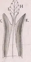 Picture 12 of 35 from Marcelli Malpighii philosophi & medici Bononiensis, è Regia Societate, Anatome plantarum : Cui subjungitur appendix, iteratas & auctas ejusdem authoris De ovo incubato observationes continens (1675), leaf 153