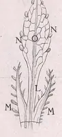 Picture 13 of 35 from Marcelli Malpighii philosophi & medici Bononiensis, è Regia Societate, Anatome plantarum : Cui subjungitur appendix, iteratas & auctas ejusdem authoris De ovo incubato observationes continens (1675), leaf 153