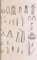 An illustration from Marcelli Malpighii philosophi & medici Bononiensis, è Regia Societate, Anatome plantarum : Cui subjungitur appendix, iteratas & auctas ejusdem authoris De ovo incubato observationes continens (1675)