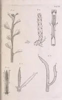 An illustration from Marcelli Malpighii philosophi & medici Bononiensis, è Regia Societate, Anatome plantarum : Cui subjungitur appendix, iteratas & auctas ejusdem authoris De ovo incubato observationes continens (1675)