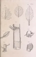 An illustration from Marcelli Malpighii philosophi & medici Bononiensis, è Regia Societate, Anatome plantarum : Cui subjungitur appendix, iteratas & auctas ejusdem authoris De ovo incubato observationes continens (1675)