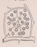 Picture 17 of 35 from Marcelli Malpighii philosophi & medici Bononiensis, è Regia Societate, Anatome plantarum : Cui subjungitur appendix, iteratas & auctas ejusdem authoris De ovo incubato observationes continens (1675), leaf 173