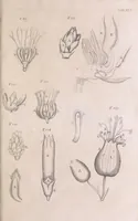 An illustration from Marcelli Malpighii philosophi & medici Bononiensis, è Regia Societate, Anatome plantarum : Cui subjungitur appendix, iteratas & auctas ejusdem authoris De ovo incubato observationes continens (1675)