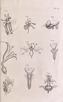 Picture 19 of 35 from Marcelli Malpighii philosophi & medici Bononiensis, è Regia Societate, Anatome plantarum : Cui subjungitur appendix, iteratas & auctas ejusdem authoris De ovo incubato observationes continens (1675), leaf 181