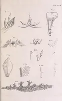 An illustration from Marcelli Malpighii philosophi & medici Bononiensis, è Regia Societate, Anatome plantarum : Cui subjungitur appendix, iteratas & auctas ejusdem authoris De ovo incubato observationes continens (1675)