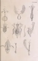 An illustration from Marcelli Malpighii philosophi & medici Bononiensis, è Regia Societate, Anatome plantarum : Cui subjungitur appendix, iteratas & auctas ejusdem authoris De ovo incubato observationes continens (1675)