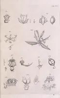An illustration from Marcelli Malpighii philosophi & medici Bononiensis, è Regia Societate, Anatome plantarum : Cui subjungitur appendix, iteratas & auctas ejusdem authoris De ovo incubato observationes continens (1675)
