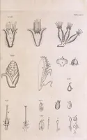 An illustration from Marcelli Malpighii philosophi & medici Bononiensis, è Regia Societate, Anatome plantarum : Cui subjungitur appendix, iteratas & auctas ejusdem authoris De ovo incubato observationes continens (1675)