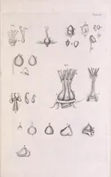 An illustration from Marcelli Malpighii philosophi & medici Bononiensis, è Regia Societate, Anatome plantarum : Cui subjungitur appendix, iteratas & auctas ejusdem authoris De ovo incubato observationes continens (1675)