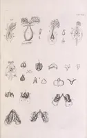 An illustration from Marcelli Malpighii philosophi & medici Bononiensis, è Regia Societate, Anatome plantarum : Cui subjungitur appendix, iteratas & auctas ejusdem authoris De ovo incubato observationes continens (1675)