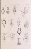 An illustration from Marcelli Malpighii philosophi & medici Bononiensis, è Regia Societate, Anatome plantarum : Cui subjungitur appendix, iteratas & auctas ejusdem authoris De ovo incubato observationes continens (1675)