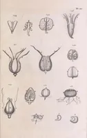 An illustration from Marcelli Malpighii philosophi & medici Bononiensis, è Regia Societate, Anatome plantarum : Cui subjungitur appendix, iteratas & auctas ejusdem authoris De ovo incubato observationes continens (1675)