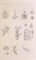 An illustration from Marcelli Malpighii philosophi & medici Bononiensis, è Regia Societate, Anatome plantarum : Cui subjungitur appendix, iteratas & auctas ejusdem authoris De ovo incubato observationes continens (1675)