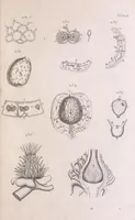 An illustration from Marcelli Malpighii philosophi & medici Bononiensis, è Regia Societate, Anatome plantarum : Cui subjungitur appendix, iteratas & auctas ejusdem authoris De ovo incubato observationes continens (1675)