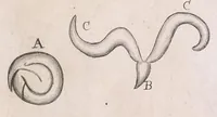 An illustration from Marcelli Malpighii philosophi & medici Bononiensis, è Regia Societate, Anatome plantarum : Cui subjungitur appendix, iteratas & auctas ejusdem authoris De ovo incubato observationes continens (1675)