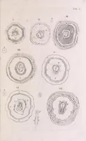 An illustration from Marcelli Malpighii philosophi & medici Bononiensis, è Regia Societate, Anatome plantarum : Cui subjungitur appendix, iteratas & auctas ejusdem authoris De ovo incubato observationes continens (1675)