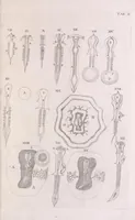 An illustration from Marcelli Malpighii philosophi & medici Bononiensis, è Regia Societate, Anatome plantarum : Cui subjungitur appendix, iteratas & auctas ejusdem authoris De ovo incubato observationes continens (1675)