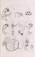 An illustration from Marcelli Malpighii philosophi & medici Bononiensis, è Regia Societate, Anatome plantarum : Cui subjungitur appendix, iteratas & auctas ejusdem authoris De ovo incubato observationes continens (1675)