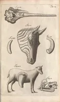 An illustration from Muséum regium; seu, Catalogus rerum tam naturalium, quàm artificialium, quae in basilica bibliothecae augustisimi Daniae Norvegiaeq[ue] (1696)