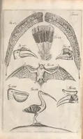 Picture 3 of 9 from Muséum regium; seu, Catalogus rerum tam naturalium, quàm artificialium, quae in basilica bibliothecae augustisimi Daniae Norvegiaeq[ue] (1696), leaf 241