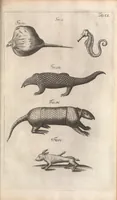 An illustration from Muséum regium; seu, Catalogus rerum tam naturalium, quàm artificialium, quae in basilica bibliothecae augustisimi Daniae Norvegiaeq[ue] (1696)