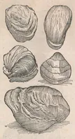 An illustration from Museum Wormianum; seu, Historia rerum rariorum, tam naturalium, quam artificialium, tam domesticarum, quam exoticarum, quae Hafniae Danorum in a aedibus authoris servantur (1655)