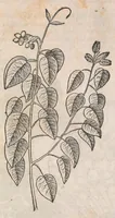 An illustration from Museum Wormianum; seu, Historia rerum rariorum, tam naturalium, quam artificialium, tam domesticarum, quam exoticarum, quae Hafniae Danorum in a aedibus authoris servantur (1655)