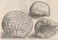 An illustration from Museum Wormianum; seu, Historia rerum rariorum, tam naturalium, quam artificialium, tam domesticarum, quam exoticarum, quae Hafniae Danorum in a aedibus authoris servantur (1655)