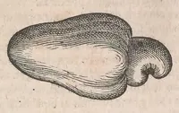 Picture 8 of 29 from Museum Wormianum; seu, Historia rerum rariorum, tam naturalium, quam artificialium, tam domesticarum, quam exoticarum, quae Hafniae Danorum in a aedibus authoris servantur (1655), leaf 207