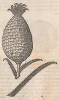 An illustration from Museum Wormianum; seu, Historia rerum rariorum, tam naturalium, quam artificialium, tam domesticarum, quam exoticarum, quae Hafniae Danorum in a aedibus authoris servantur (1655)