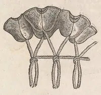 An illustration from Museum Wormianum; seu, Historia rerum rariorum, tam naturalium, quam artificialium, tam domesticarum, quam exoticarum, quae Hafniae Danorum in a aedibus authoris servantur (1655)