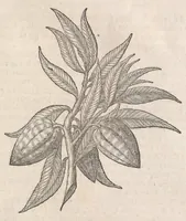 An illustration from Museum Wormianum; seu, Historia rerum rariorum, tam naturalium, quam artificialium, tam domesticarum, quam exoticarum, quae Hafniae Danorum in a aedibus authoris servantur (1655)