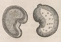 An illustration from Museum Wormianum; seu, Historia rerum rariorum, tam naturalium, quam artificialium, tam domesticarum, quam exoticarum, quae Hafniae Danorum in a aedibus authoris servantur (1655)