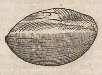 An illustration from Museum Wormianum; seu, Historia rerum rariorum, tam naturalium, quam artificialium, tam domesticarum, quam exoticarum, quae Hafniae Danorum in a aedibus authoris servantur (1655)