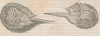 An illustration from Museum Wormianum; seu, Historia rerum rariorum, tam naturalium, quam artificialium, tam domesticarum, quam exoticarum, quae Hafniae Danorum in a aedibus authoris servantur (1655)