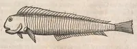 An illustration from Museum Wormianum; seu, Historia rerum rariorum, tam naturalium, quam artificialium, tam domesticarum, quam exoticarum, quae Hafniae Danorum in a aedibus authoris servantur (1655)