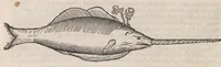 An illustration from Museum Wormianum; seu, Historia rerum rariorum, tam naturalium, quam artificialium, tam domesticarum, quam exoticarum, quae Hafniae Danorum in a aedibus authoris servantur (1655)