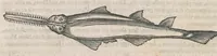 An illustration from Museum Wormianum; seu, Historia rerum rariorum, tam naturalium, quam artificialium, tam domesticarum, quam exoticarum, quae Hafniae Danorum in a aedibus authoris servantur (1655)