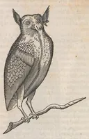 An illustration from Museum Wormianum; seu, Historia rerum rariorum, tam naturalium, quam artificialium, tam domesticarum, quam exoticarum, quae Hafniae Danorum in a aedibus authoris servantur (1655)