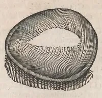 An illustration from Museum Wormianum; seu, Historia rerum rariorum, tam naturalium, quam artificialium, tam domesticarum, quam exoticarum, quae Hafniae Danorum in a aedibus authoris servantur (1655)