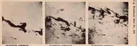 An illustration from Preliminary Photomicrographic Studies of Fuel Sprays (1932)