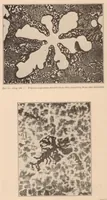 An illustration from The Corrosion of Magnesium and of the Magnesium Aluminum Alloys Containing Manganese (1927)