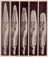 An illustration from Full-Scale Wind-Tunnel Tests of a Propeller with the Diameter Changed by Cutting off the Blade Tips (1931)