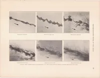 An illustration from Photomicrographic Studies of Fuel Sprays (1934)