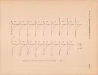 An illustration from Effect of Propeller Slipstream on Wing and Tail (1938)