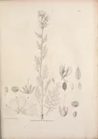 An illustration from Narrative of a journey to the shores of the polar sea, in the years 1819, 20, 21, and 22 (1823)