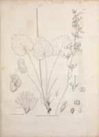 An illustration from Narrative of a journey to the shores of the polar sea, in the years 1819, 20, 21, and 22 (1823)