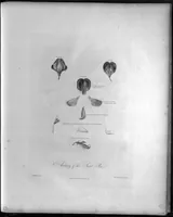 Picture 7 of 7 from New illustration of the sexual system of Carolus von Linnaeus : comprehending an elucidation of the several parts of the fructification ; a prize dissertation on the sexes of plants, a full explanation of the classes, and orders, of the sexual system ; and the temple of flora, or garden of nature, being picturesque, botanical, coloured plates, of select plants, illustrative of the same, with descriptions (1807), leaf 287